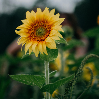 Sunflower Flower Essence