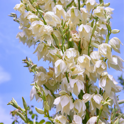 Yucca Flower Essence