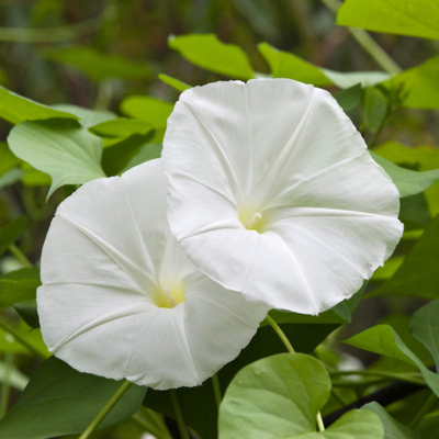 Morning Glory Flower Essence