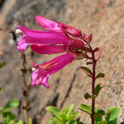 Mountain Pride Flower Essence