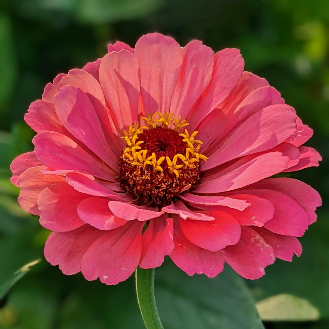 Zinnia Flower Essence