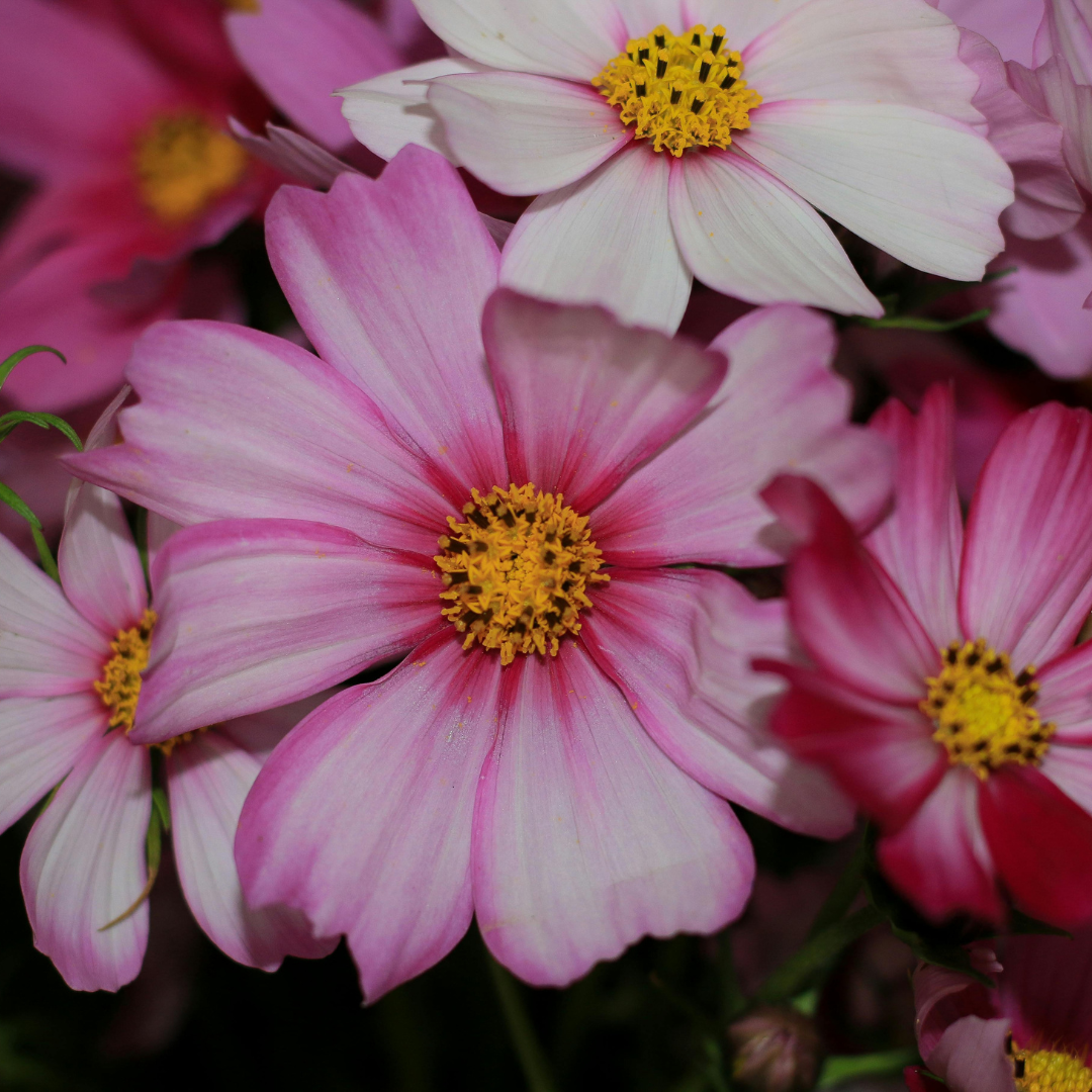 Cosmos Flower Essence