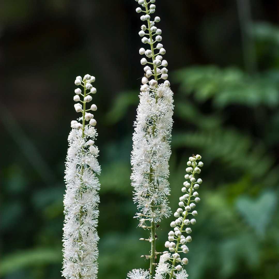 Black Cohosh Flower Essence