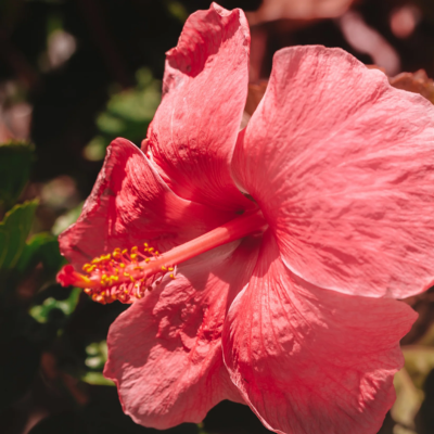Hibiscus Flower Essence
