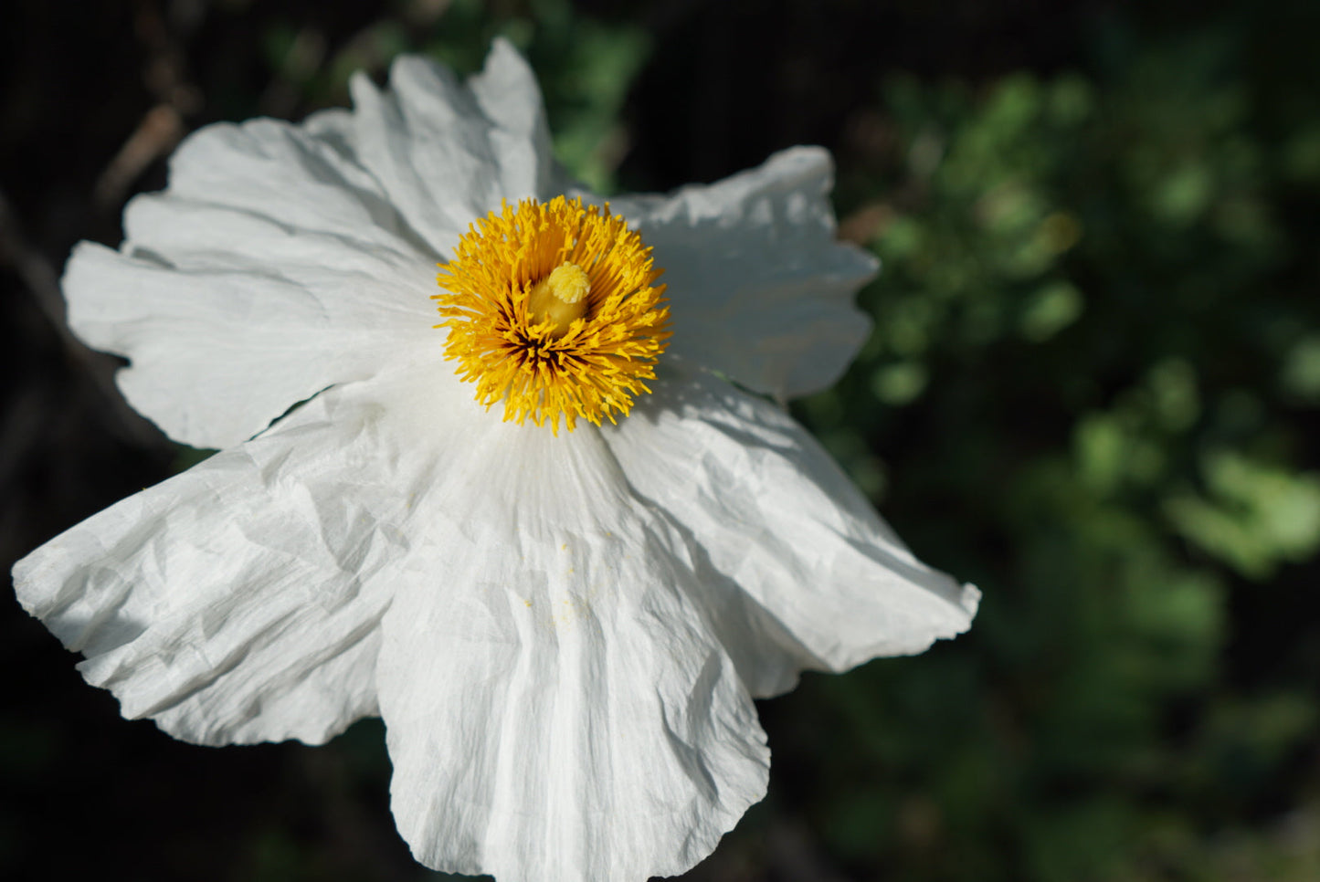 Prickly Poppy Flower Essence